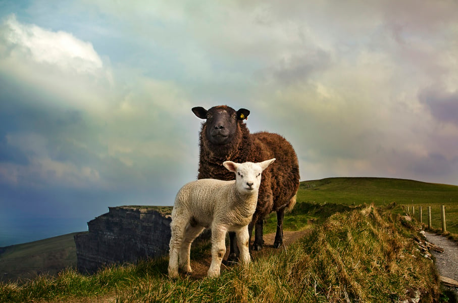 TKEG Expat Corporate Services - Irish IPN Application